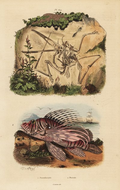 Esqueleto fósil de un pterodáctilo extinto, Pterodactylus antiquus, y pez león rojo, Pterois volitans de Unbekannt