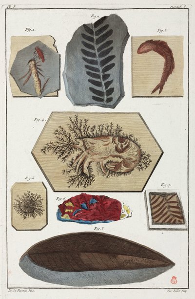 Fósiles, prehistóricos de Unbekannt