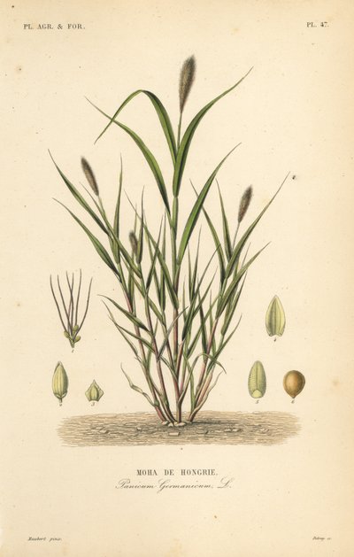 Mijo cola de zorra o mijo italiano, Setaria italica, Panicum germanicum de Unbekannt