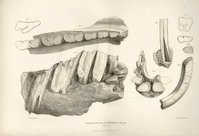 Fragmento de mandíbula y dientes de Toxodon, un animal prehistórico, encontrado por Charles Darwin cerca de Montevideo, Uruguay, durante su viaje de exploración a bordo del Beagle. La Zoología del viaje del H.M.S. Beagle bajo el mando del capitán Fitzroy d de Unbekannter Künstler