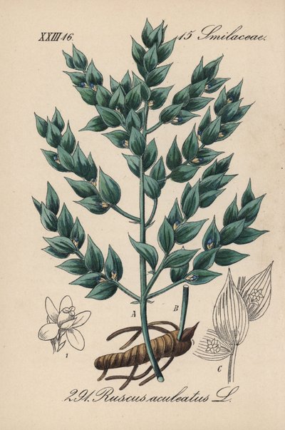 Fragon Falso acebo o acebo pequeño - rusco, Ruscus aculeatus. Litografía coloreada a mano de la Flora alemana (Flora von Deutschland) de Diederich von Schlechtendal, Jena. de Unbekannter Künstler