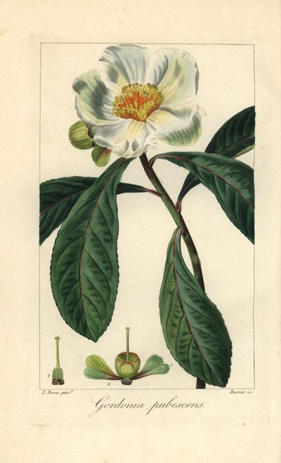 Árbol de Franklin, Franklinia alatamaha, originario de América, extinguido en estado salvaje. Grabado a mano sobre cobre por Barrois a partir de una ilustración botánica de Pancrace Bessa extraída del "Herbier General de l