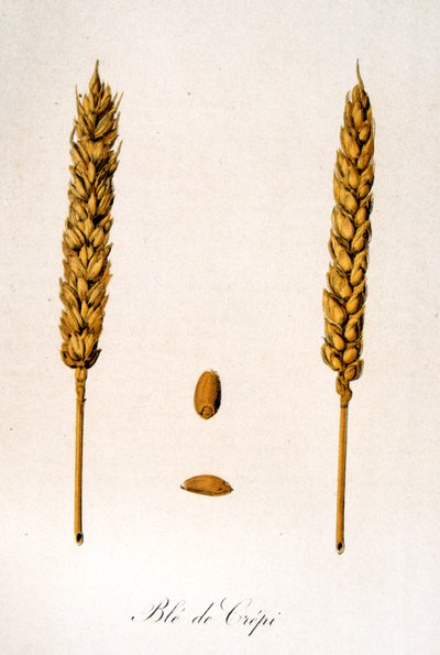 Ilustración francesa del siglo XIX de espigas de maíz de Unbekannter Künstler