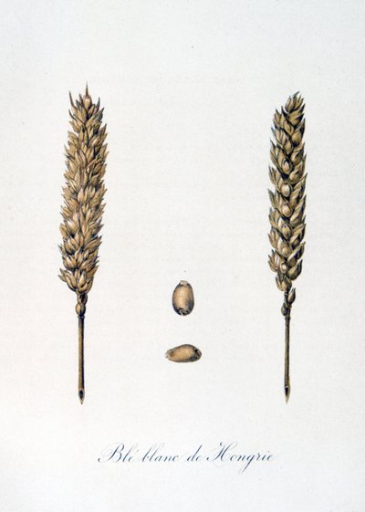 Ilustración francesa del siglo XIX de espigas de maíz de Unbekannter Künstler