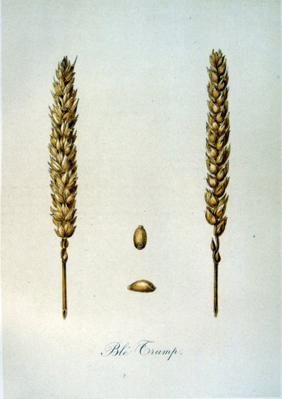 Ilustración francesa del siglo XIX de espigas de maíz de Unbekannter Künstler