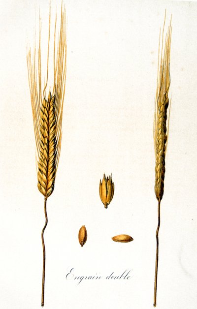 Ilustración francesa del siglo XIX de espigas de maíz de Unbekannter Künstler