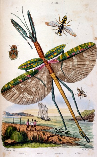 Francés. Ilustración coloreada. fechada hacia 1884. representa varios insectos tropicales, entre ellos una gran mosca dragón. de Unbekannter Künstler