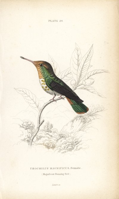 Frilled coquette, Lophornis magnificus, female (Colibrí magnífico, Trochilus magnificus). Grabado en acero coloreado a mano por William Lizars de la Naturalist