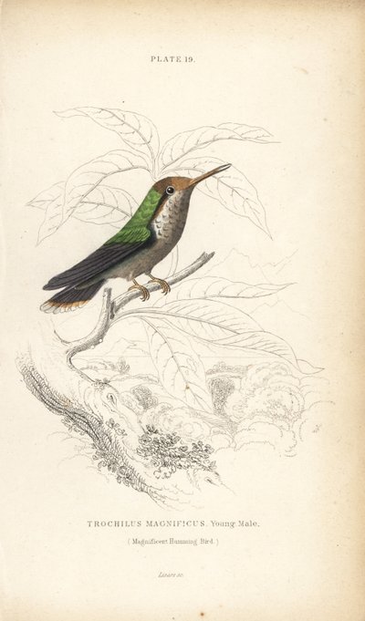 Frilled coquette, Lophornis magnificus, young male (Colibrí magnífico, Trochilus magnificus). Grabado en acero coloreado a mano por William Lizars de la Naturalist
