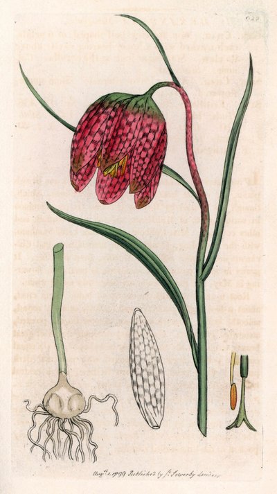 Fritillaria guinea fowl o huevo de pintada o damero (Fritillaria meleagris) - Litografía basada en un dibujo de James Sowerby para Smith