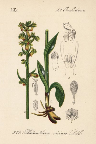 Frog orchis - Orquídea rana, Dactylorhiza viridis (Platanthera viridis). Litografía coloreada a mano de la Flora alemana (Flora von Deutschland) de Diederich von Schlechtendal, Jena. de Unbekannter Künstler