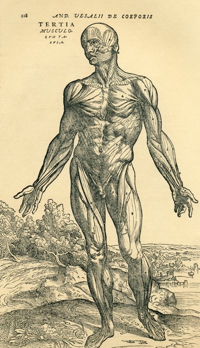 Frente del cuerpo humano masculino, un estudio anatómico publicado originalmente en De Humani Corporis Fabrica Libri Septem por Andreas Vesalius, publicado en Basilea de Unknown