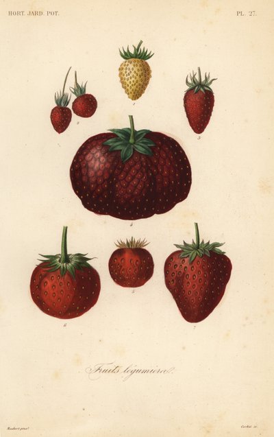 Frutas, frutas leguminosas de Unbekannt