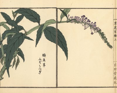 Fujiutsugi o Buddleia, especie de Buddleja. Grabado en madera coloreado a mano por Kono Bairei de Kusa Bana Hyakushu (Cien variedades de flores), Tokio, Yamada. de Unbekannter Künstler