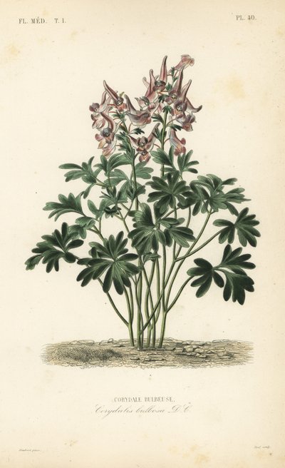 Fumaria, Corydalis solida, Corydalis bulbosa, Corydale bulbeuse de Unbekannt