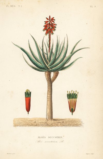 Aloe fynbos, Aloe succotrina, Aloes succotrin de Unbekannt