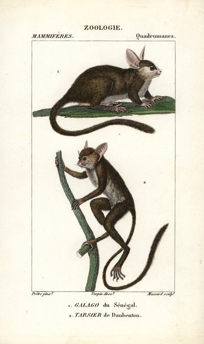 Galago du Senegal y tarsero de Daubenton - Eau forte de Jean Gabriel Pretre (1780-1845), grabado por Carnonkel, para el diccionario de ciencias naturales: mamíferos de Frederic Cuvier, editado por Pierre Jean Francois Turpin (1775-1840), publicado por F.G. de Unbekannter Künstler