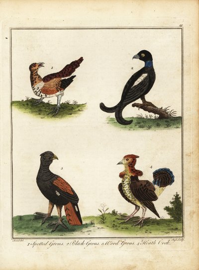 Aves de caza: urogallo moteado, urogallo negro, urogallo de bosque, coco de brezo 1792 (grabado) de Unbekannter Künstler