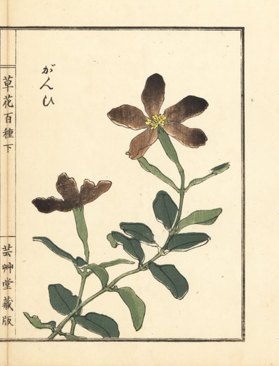 Ganpi o mosca de la captura, especie Lychnis (silene) Grabado en madera coloreado a mano por Kono Bairei de Kusa Bana Hyakushu (Cien variedades de flores). de Unbekannter Künstler