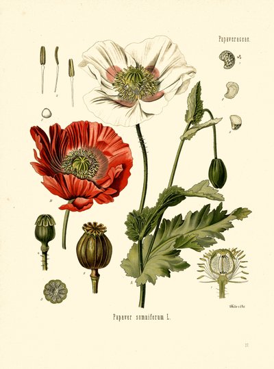 Amapola de jardín (litografía en color) de Unbekannter Künstler