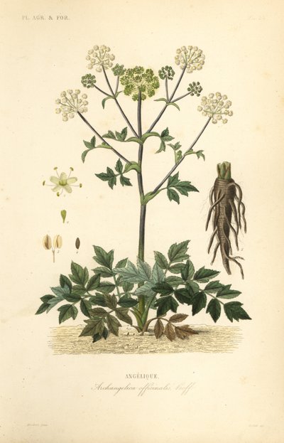Angélica de jardín o apio silvestre, Angelica archangelica de Unbekannt
