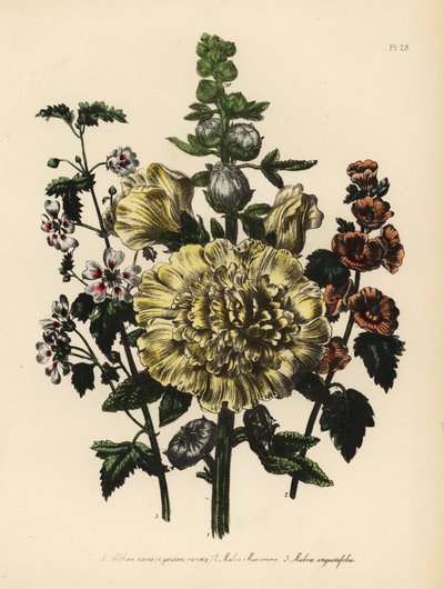 Malva de jardín, Althaea rosea, malva del Sr. Munro, Malva munroana, y malva de hoja estrecha, Malva angustifolia. Cromolitografía realizada a mano por Henry Noel Humphreys a partir de una ilustración de Jane Loudon de Mrs. Jane Loudon