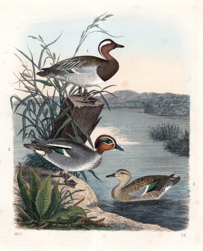 Garganay - cerceta estival - Anas querquedula 1, y cerceta común - cerceta invernal - Anas crecca, macho 2, y hembra 3. Litografía coloreada a mano del Libro del mundo de Carl Hoffmann, Stuttgart. de Unbekannter Künstler