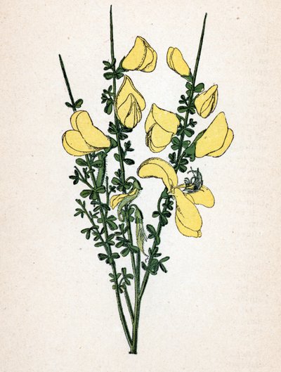 Genet a broom (Cytisus scoparius) (retama común o retama escocesa) Tabla botánica del "Atlas colorie des plantes medicinales" de Paul Hariot de Unbekannter Künstler