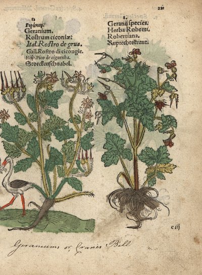Geranio o cranesbill, Geranium species, y Herb Robert, Geranium robertianum. Grabado en madera coloreado a mano de una ilustración botánica del Krauterbuch, or Herbal, de Adam Lonicer, Fráncfort. de Unbekannter Künstler