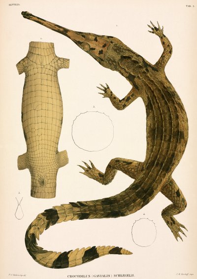 Gharial, Indonesia de Unbekannter Künstler
