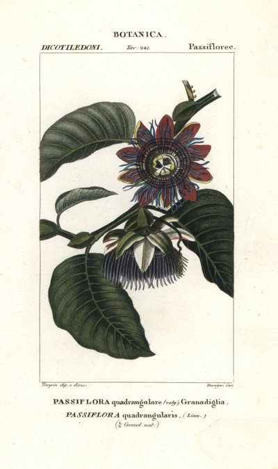 Granadilla gigante de Unbekannter Künstler