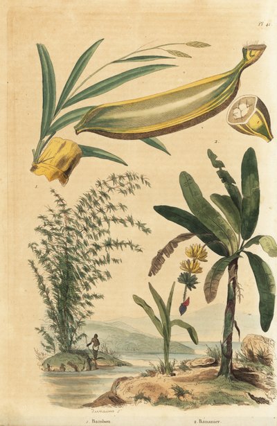 Planta de bambú espinoso gigante, Bambusa bambos (Bambos arundinacea) y árbol de plátano con fruta y sección transversal, Musa paradisiaca de Unbekannt
