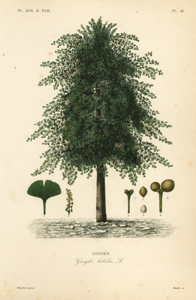 Ginkgo o árbol de los cuarenta escudos, Ginkgo biloba de Unbekannt