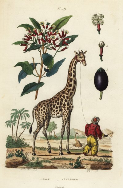 Jirafa, Giraffa camelopardalis, con cuidador y árbol de clavo, Syzygium aromaticum de Unbekannt