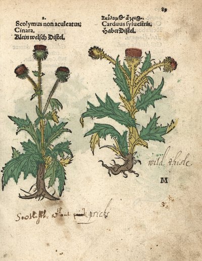 Alcachofa, Cynara cardunculus var. scolymus, y cardo silvestre, Carduus sylvestris. Grabado en madera coloreado a mano de una ilustración botánica del Krauterbuch, or Herbal, de Adam Lonicer, Fráncfort. de Unbekannter Künstler