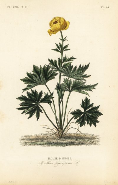 Botón de oro, Trollius europaeus de Unbekannt
