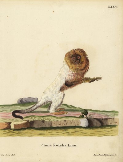 Tití león dorado o tití dorado, Leontopithecus rosalia. En peligro de extinción. Simia rosalia Linn. Grabado en cobre coloreado a mano por Jakob Andreas Eisenmann a partir de una ilustración de Jacques de Seve de la obra de Johann Christian Daniel Schreber de Unbekannter Künstler