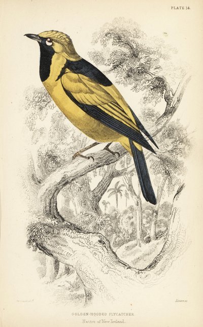 Golden monarch, Carterornis chrysomela (Atrapamoscas de capucha dorada, Monacha chrysomela). Grabado en acero coloreado a mano por William Lizars a partir de una ilustración de William Swainson de la Naturalist