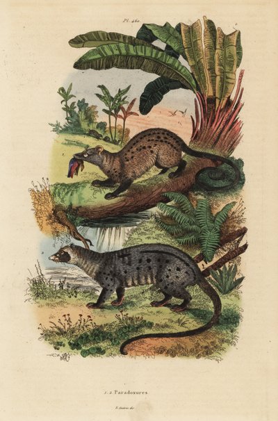 Civeta de palma dorada, Paradoxurus zeylonensis 1 y civeta de palma asiática, Paradoxurus hermaphroditus 2 de Unbekannt