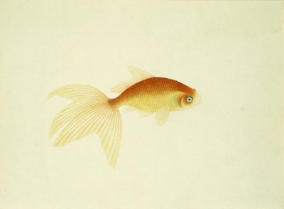 Peces dorados de Unbekannt