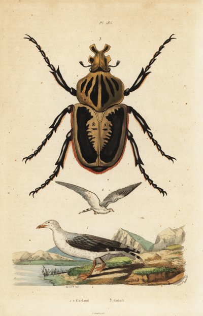 Escarabajo Goliat, Goliathus goliatus 1 y gaviota común, Larus canus 2 de Unbekannt