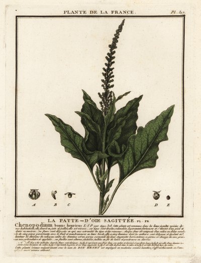 El buen rey Enrique, Chenopodium bonus-henricus. de Unbekannter Künstler