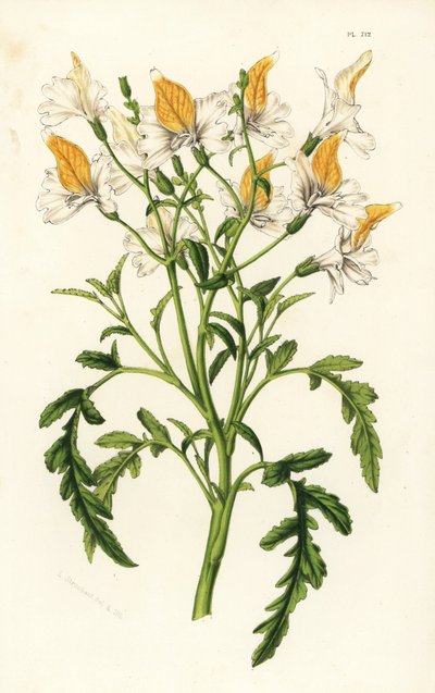 Schizanthus de Graham, Schizanthus grahamii. Litografía coloreada a mano de la obra de Louis van Houtte y Charles Lemaire Flores de los jardines e invernaderos de Europa, Flore des Serres et des Jardins de l