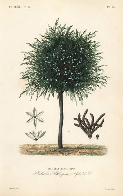 Granos de Selim, Xylopia aethiopica de Unbekannt