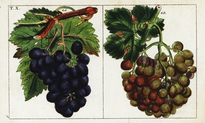 Variedades de uva, Vitis vinifera. de Unbekannter Künstler
