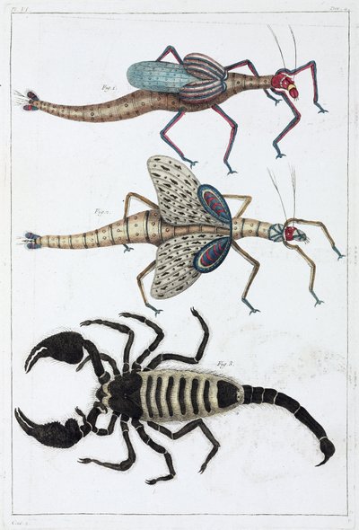 Saltamontes y escorpión de Unbekannt