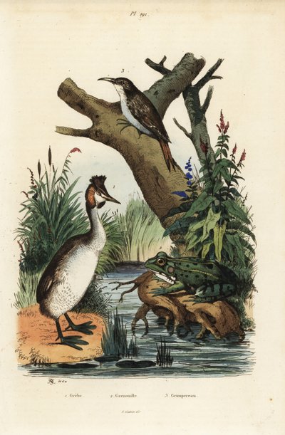 Somormujo lavanco, Podiceps cristatus 1, rana verde, Pelophylax esculentus 2, y trepador euroasiático, Certhia familiaris 3 de Unbekannt