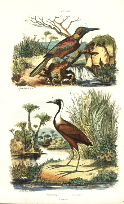Gran jacamar, Jacamerops aureus, y jacana del norte, Jacana spinosa de Unbekannt