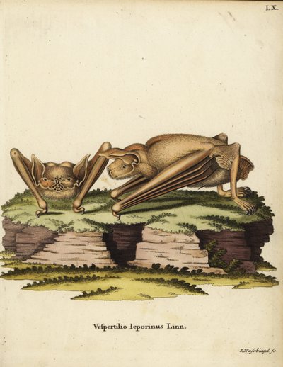 Murciélago leproso, Noctilio leporinus. Vespertilio leporinus Linn. Grabado en cobre coloreado a mano por Johann Nussbiegel de la obra de Johann Christian Daniel Schreber Ilustraciones de animales según la naturaleza, o Animales fantásticos de Schreber, Er de Unbekannter Künstler