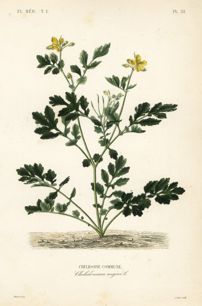 Celidonia mayor, Chelidonium majus de Unbekannt